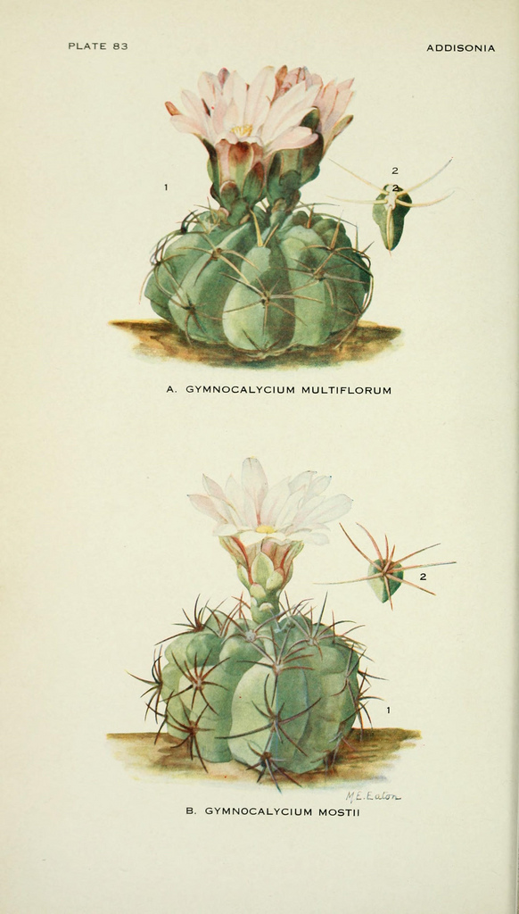 Auténticas láminas botánicas vintage originales para descargar